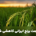 کاهش قیمت برنج ایرانی رسماً تایید شد | نرخ دولتی و رسمی برنج ایرانی 1404